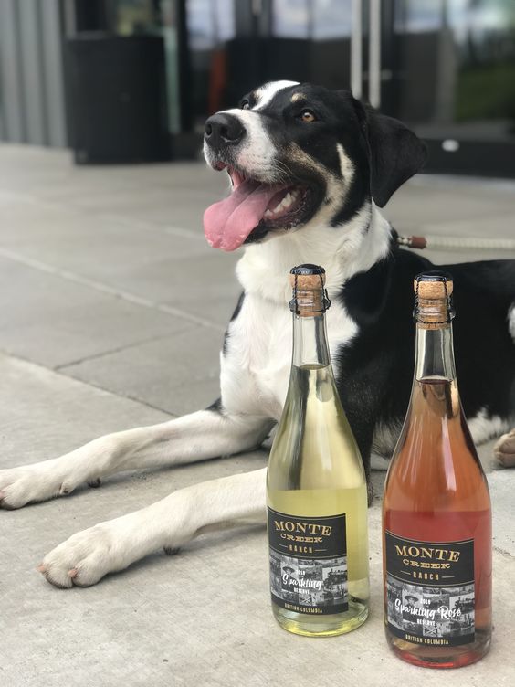 Winery Dogs 2