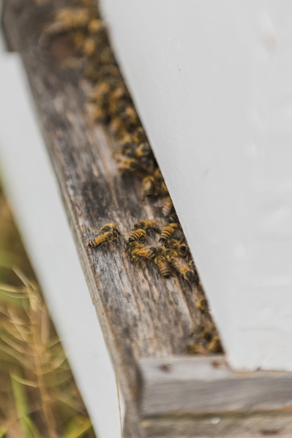 monte-creek-honey-bees